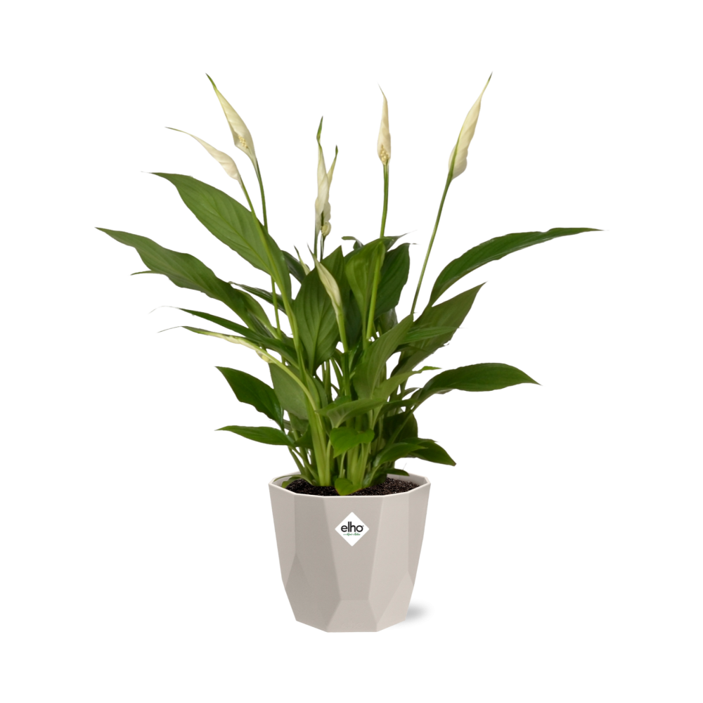 Friedenslilie Spathiphyllum 12 cm im ELHO b.for rock Topf