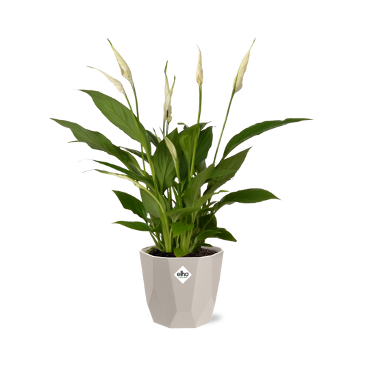 Friedenslilie Spathiphyllum 12 cm im ELHO b.for rock Topf
