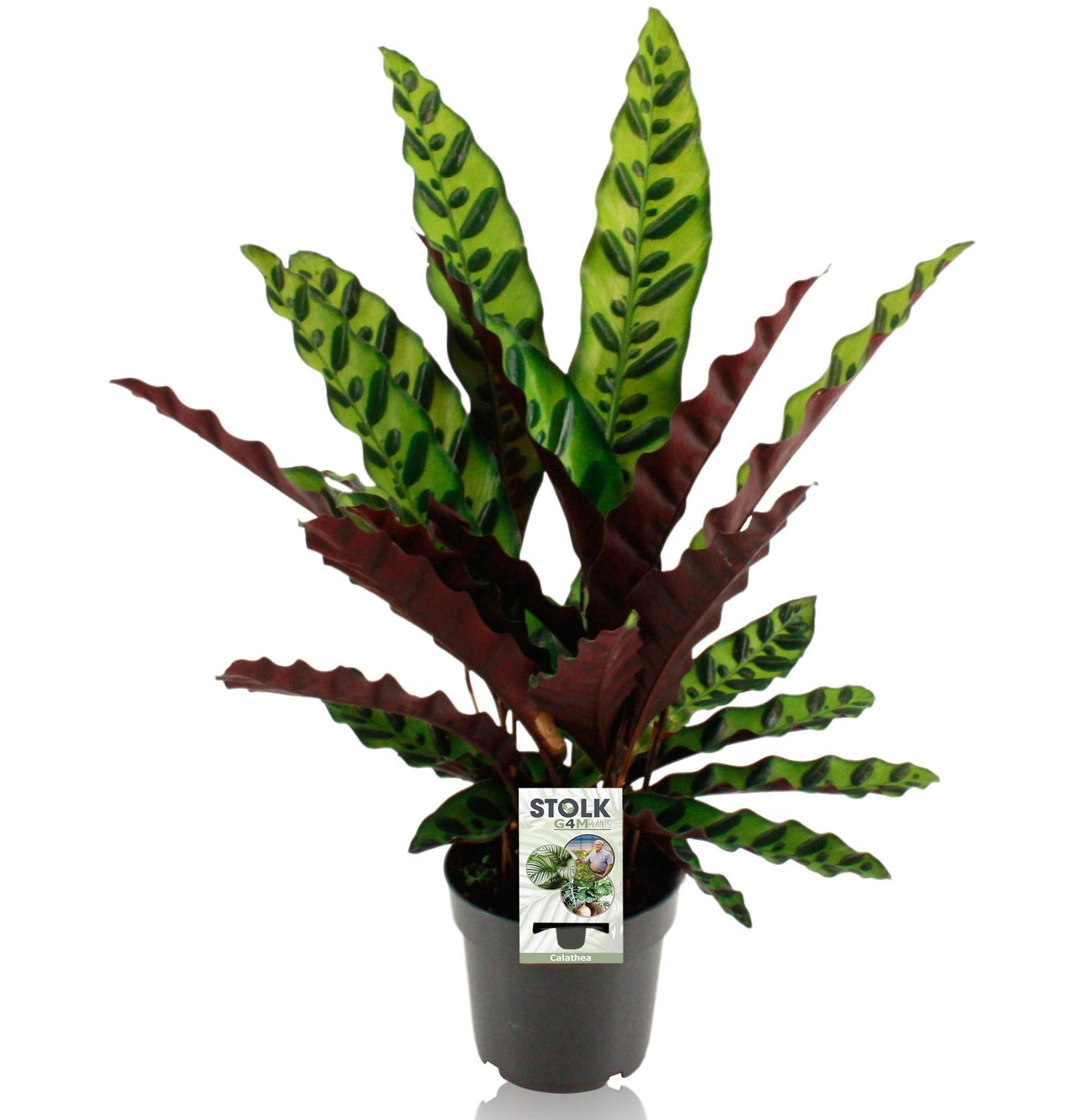 Calathea Lancifolia Insignis – Luftreinigende Zimmerpflanze Ø14cm