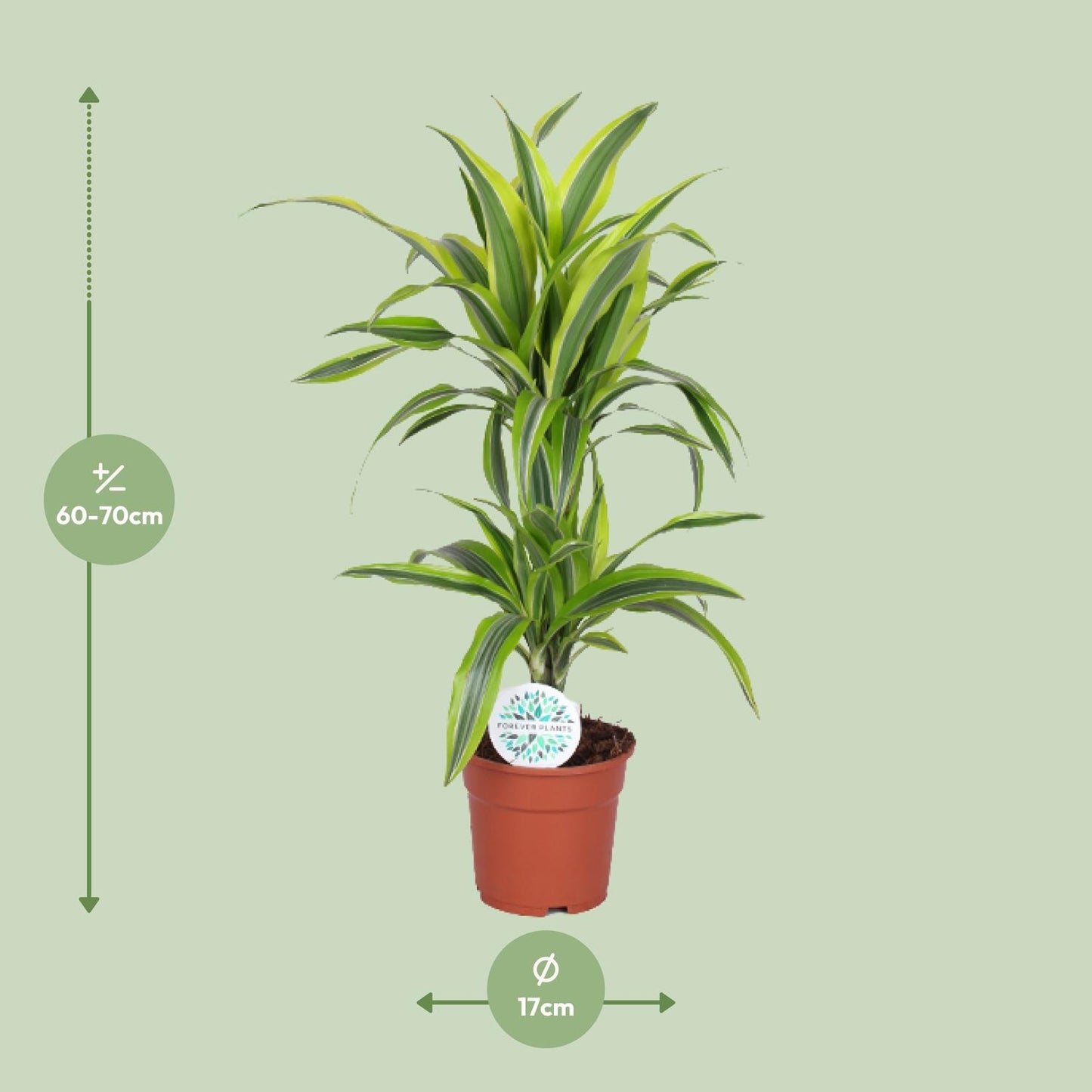 Dracaena Lemon Lime – Pflegeleichter Drachenbaum Ø17cm, 65cm hoch