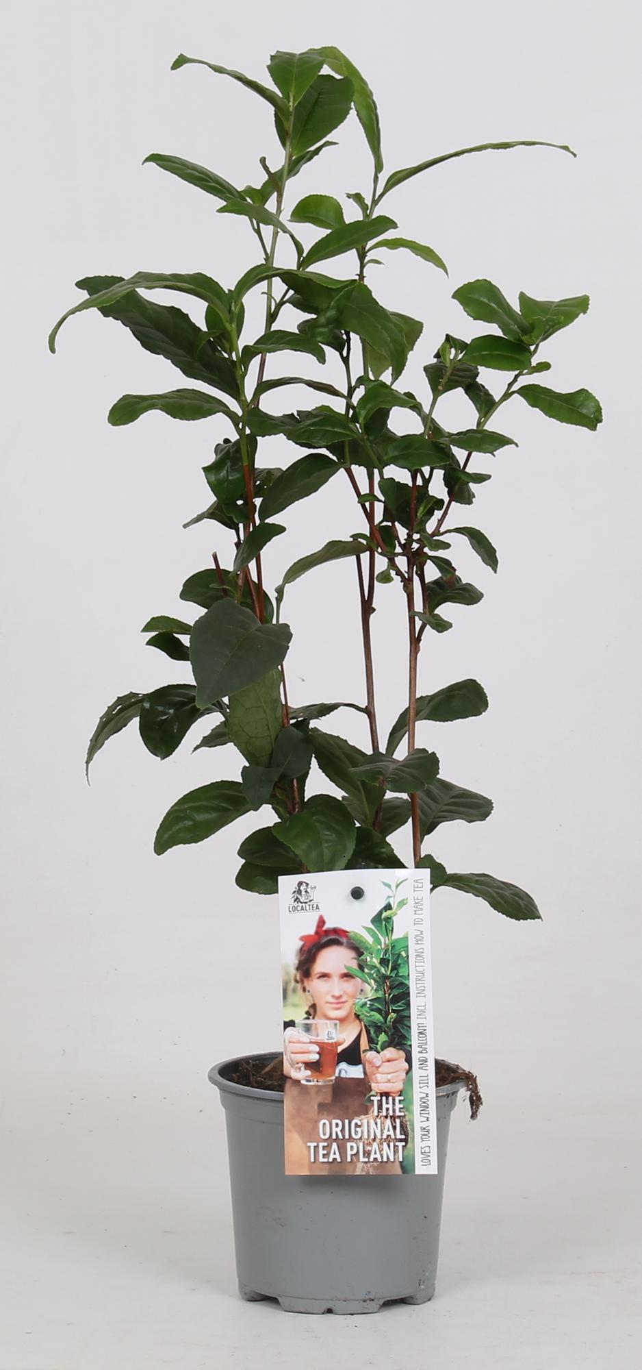 Camellia Sinensis – Teepflanze Ø12cm, 40cm hoch