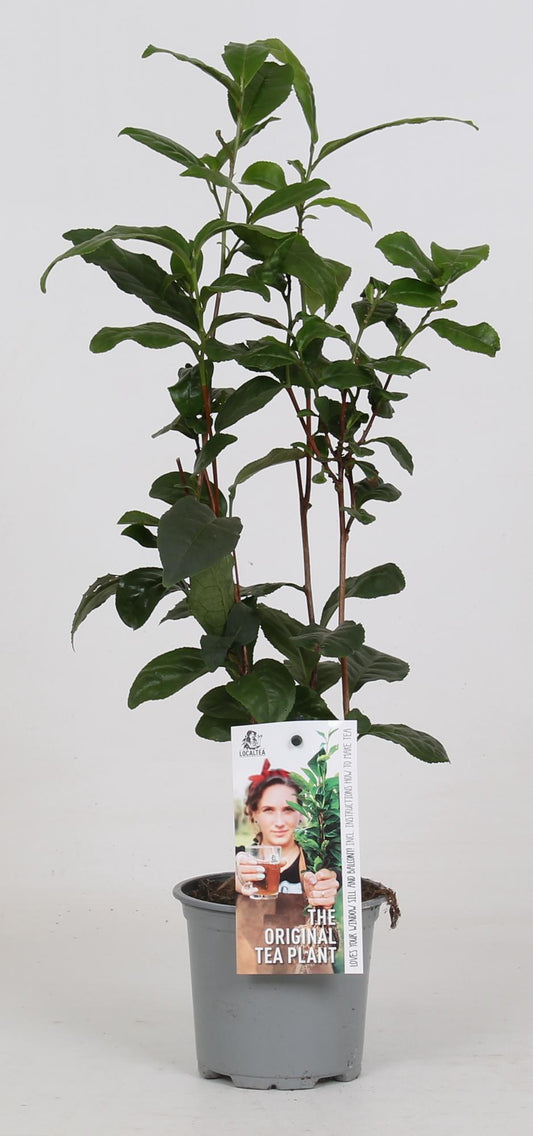 Camellia Sinensis – Teepflanze Ø12cm, 40cm hoch