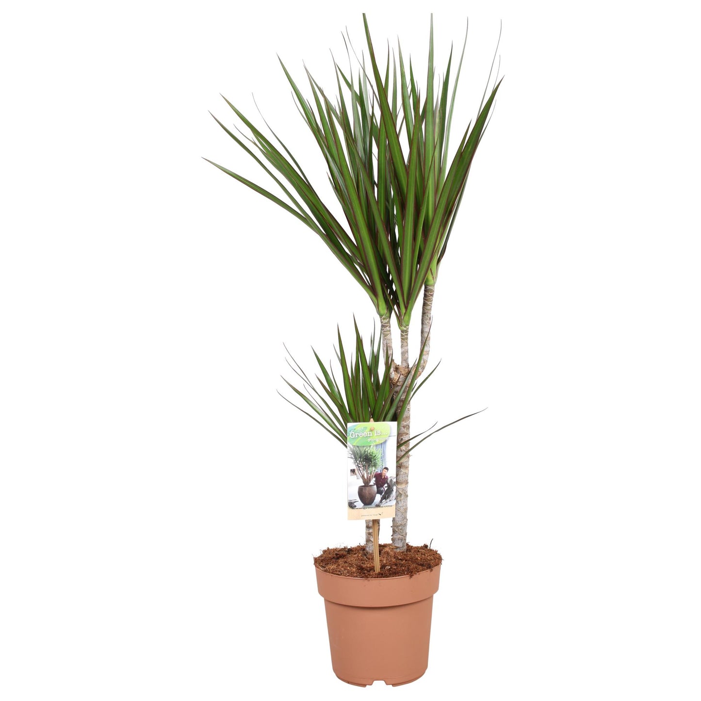 Dracaena Marginata – Pflegeleichte Trendpflanze Ø17 cm