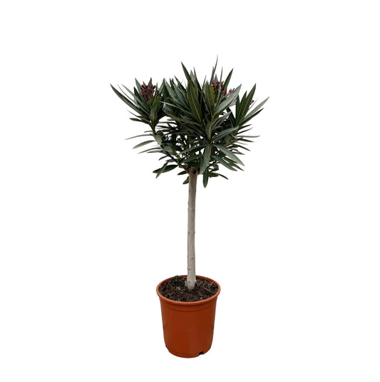 Nerium Oleander am Stamm mit weißen Blüten – 90 cm