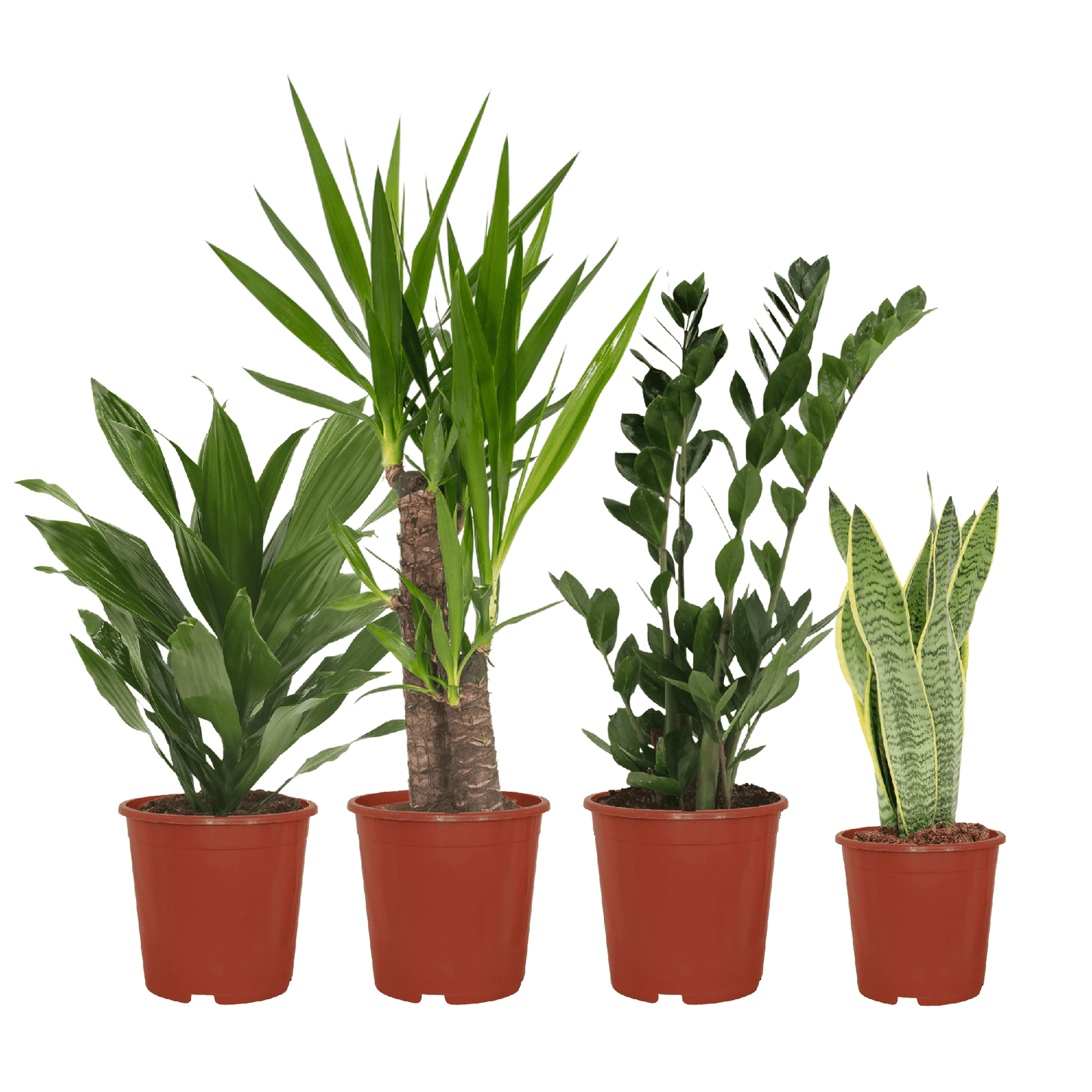 Zimmerpflanzen-Set Easy – 4 pflegeleichte Pflanzen