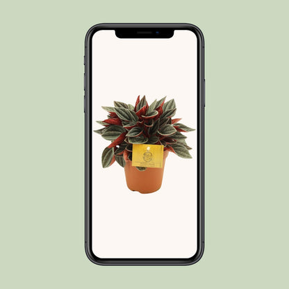 Peperomia Santorini – Pflegeleichte Zimmerpflanze Ø12cm
