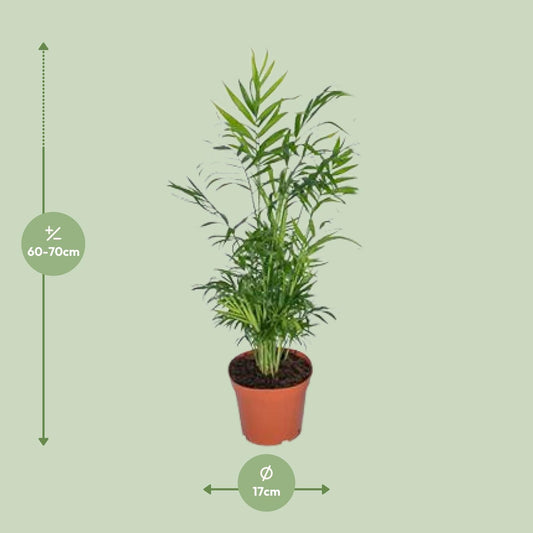 Mexikanische Bergpalme – 55 cm pflegeleichte Zimmerpflanze