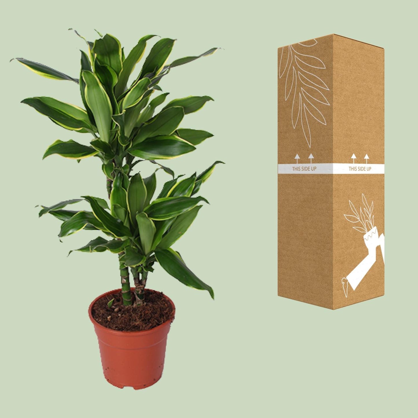 Dracaena Golden Coast – Pflegeleichter Drachenbaum Ø17cm
