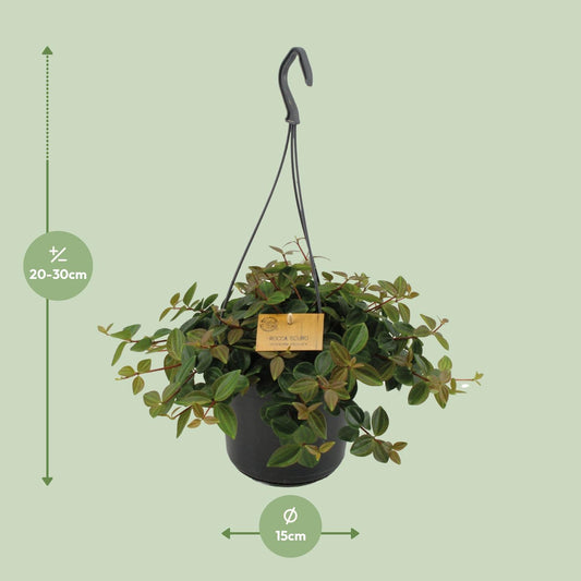 Peperomia Ang.Rocca Scuro – Pflegeleichte Zimmerpflanze Ø15cm