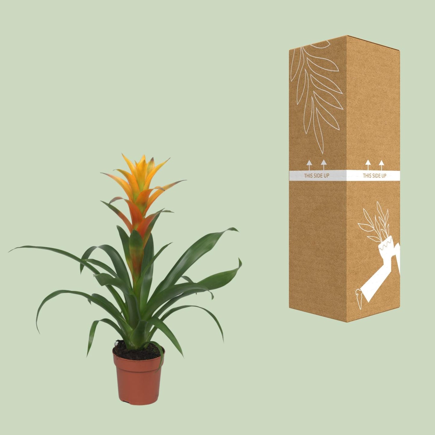 Guzmania Solara – Pflegeleichte Zimmerpflanze Ø12cm, 50cm hoch