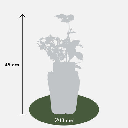 4er-Set Rubus 'Autumn' – Robuste Herbst-Hecke Ø13cm