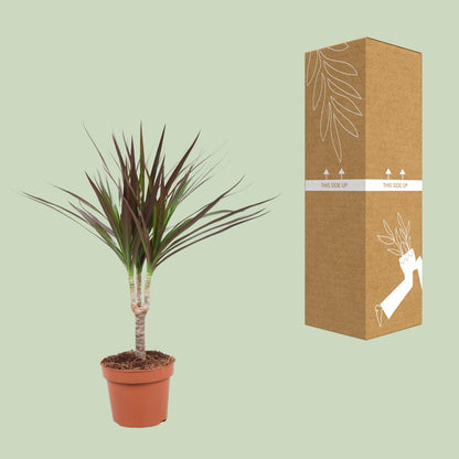 Dracaena Magenta – Pflegeleichter Drachenbaum Ø12cm, 50cm hoch
