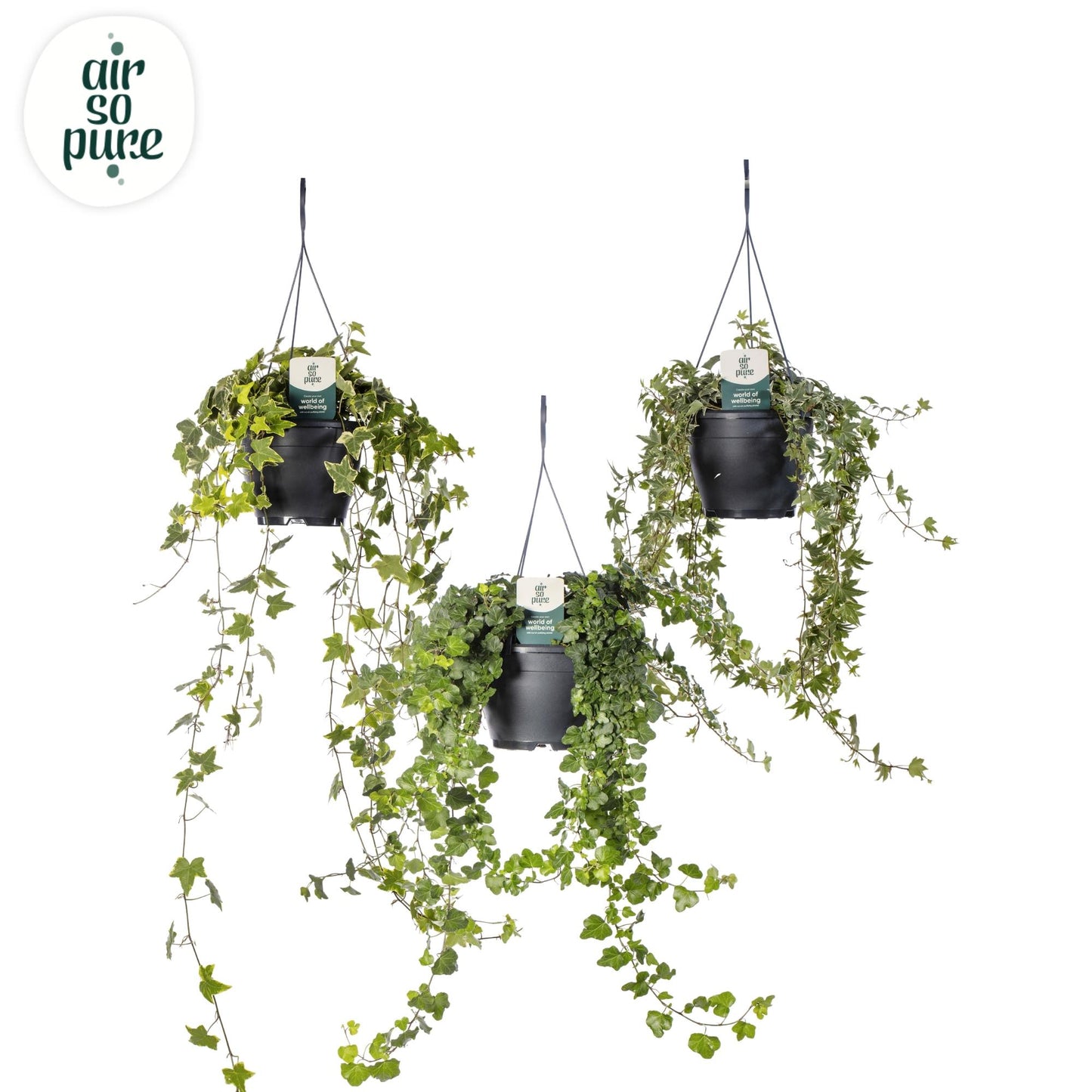 Hedera Helix Gemengd Air So Pure – Luftreinigende Efeupflanze Ø19cm