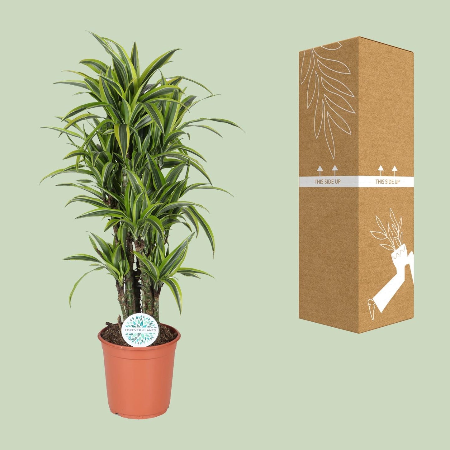 Dracaena Deremensis Lemon Lime – Pflegeleichter Drachenbaum Ø24cm