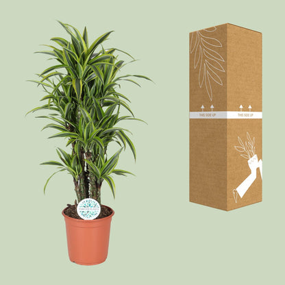 Dracaena Deremensis Lemon Lime – Pflegeleichter Drachenbaum Ø24cm