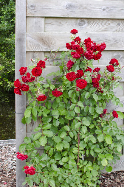 3x Rosa Crazy in Love 'Red' – Lebendige Duftrose Ø15cm, 65cm Höhe