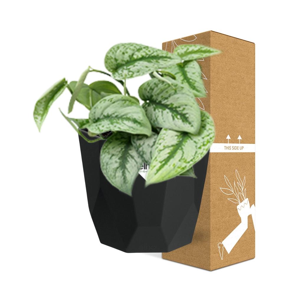 Scindapsus Pictus ‘Trebie’ – pflegeleichte Zimmerpflanze 14cm