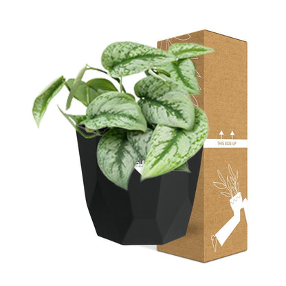 Scindapsus Pictus ‘Trebie’ – pflegeleichte Zimmerpflanze 14cm
