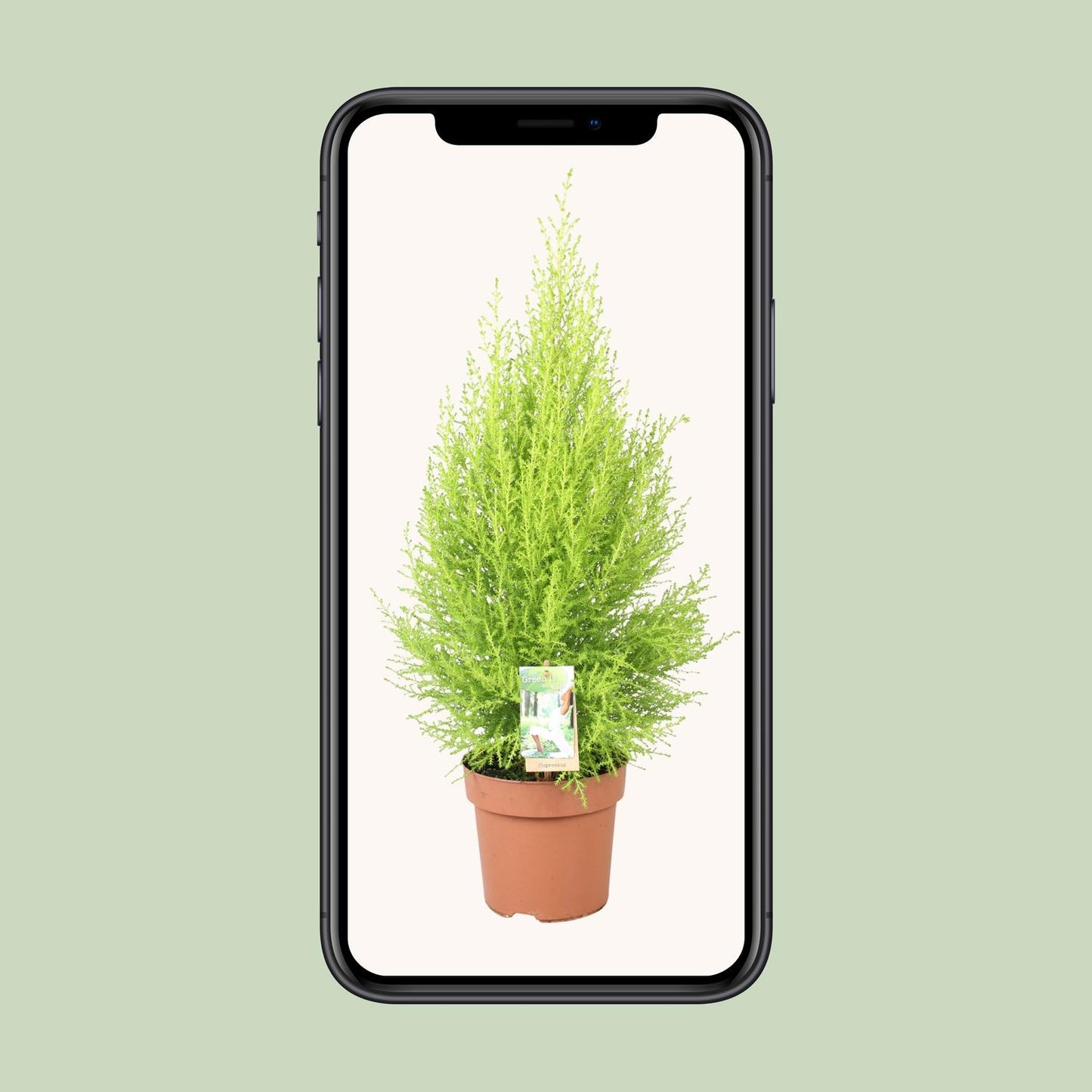 Cupressus Goldcrest Wilma – Pflegeleichte Zeder Ø17cm