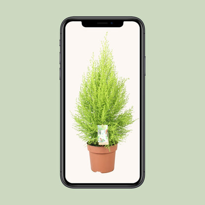 Cupressus Goldcrest Wilma – Pflegeleichte Zeder Ø17cm