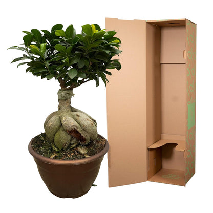 Ficus Microcarpa Ginseng – Pflegeleichter Zimmerbaum 50 cm
