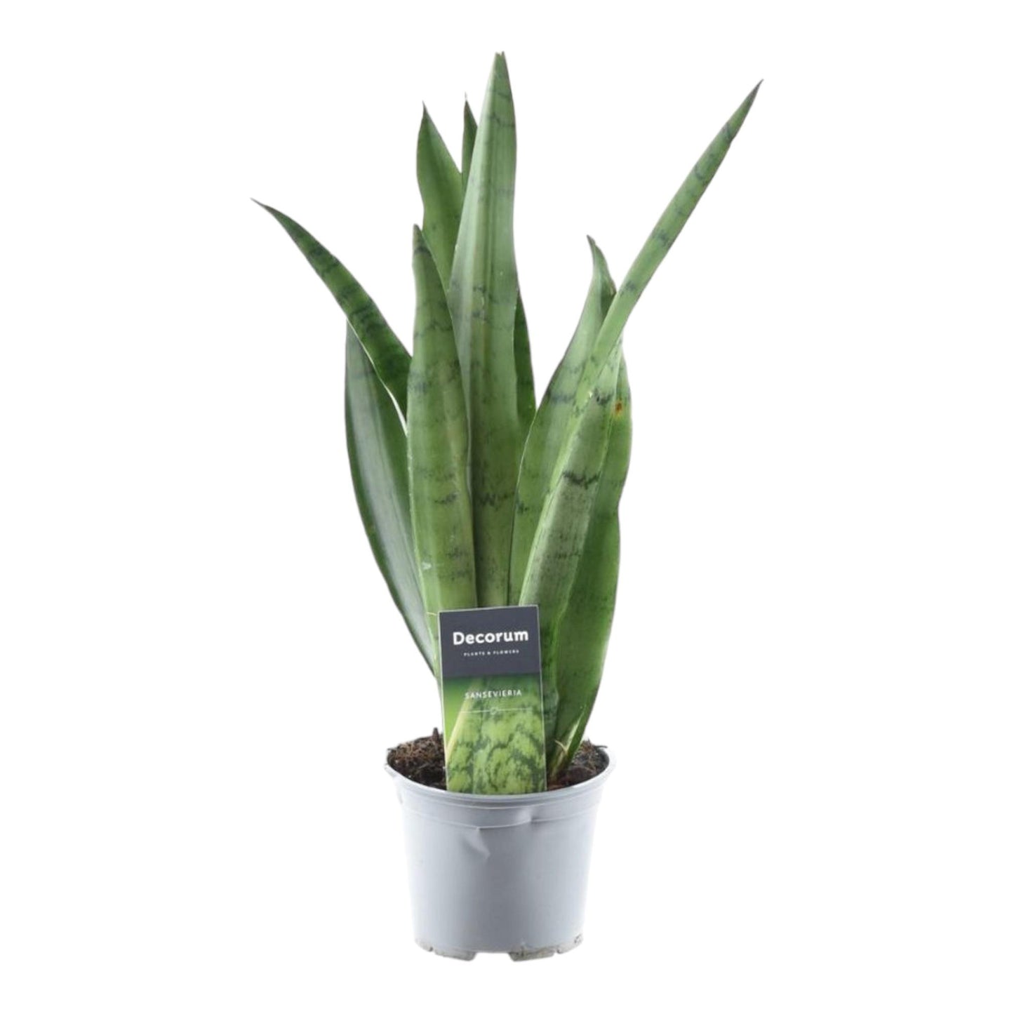 Sansevieria Spearmint – Pflegeleichter Bogenhanf 45 cm