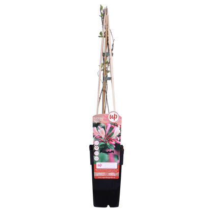 3x Lonicera periclymenum 'Belgica' – Duftende Kletterpflanze Ø15cm
