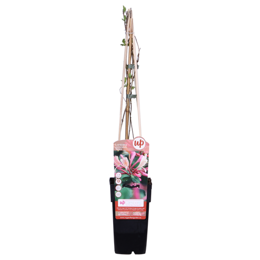 3x Lonicera periclymenum 'Belgica' – Duftende Kletterpflanze Ø15cm