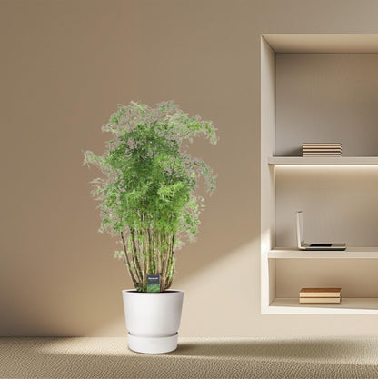 Polyscias Hawaiiana Ming – Pflegeleichte Zimmerpflanze 90 cm