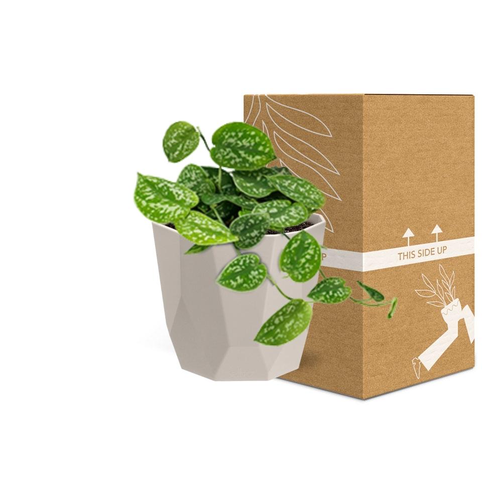 Scindapsus Pictus ‘Argyraeus’ in ELHO b.for rock 14 cm warm grey