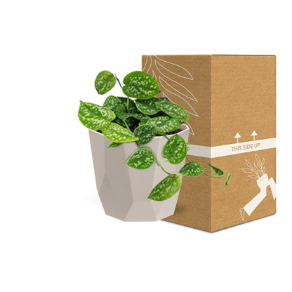 Scindapsus Pictus ‘Argyraeus’ in ELHO b.for rock 14 cm warm grey