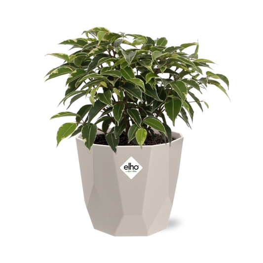 Ficus Benjamina Kinky – Pflegeleichte Zimmerpflanze im ELHO Topf
