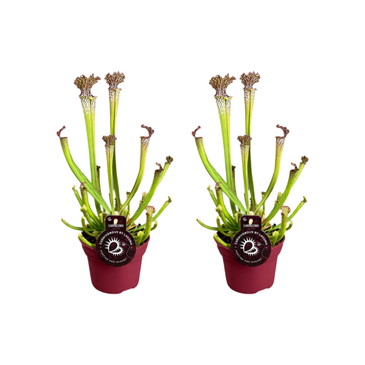 Sarracenia Farnhamii 2er-Set – pflegeleichte Kannenpflanzen Ø12cm