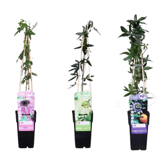 Passiflora Mix 3er Set – Exotische Kletterpflanzen, ca. 65 cm