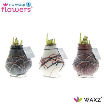 No Water Flowers Waxz Art V Gogh – 3er Set Ø7 cm
