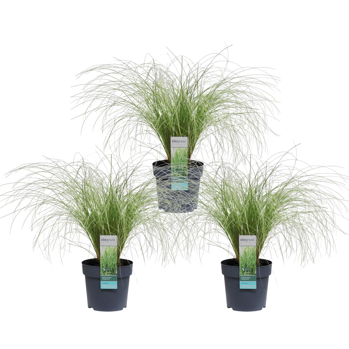 3x Carex comans 'Frosted Curls' Ø14cm – Immergrünes Ziergras Set