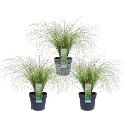 3x Carex comans 'Frosted Curls' Ø14cm – Immergrünes Ziergras Set