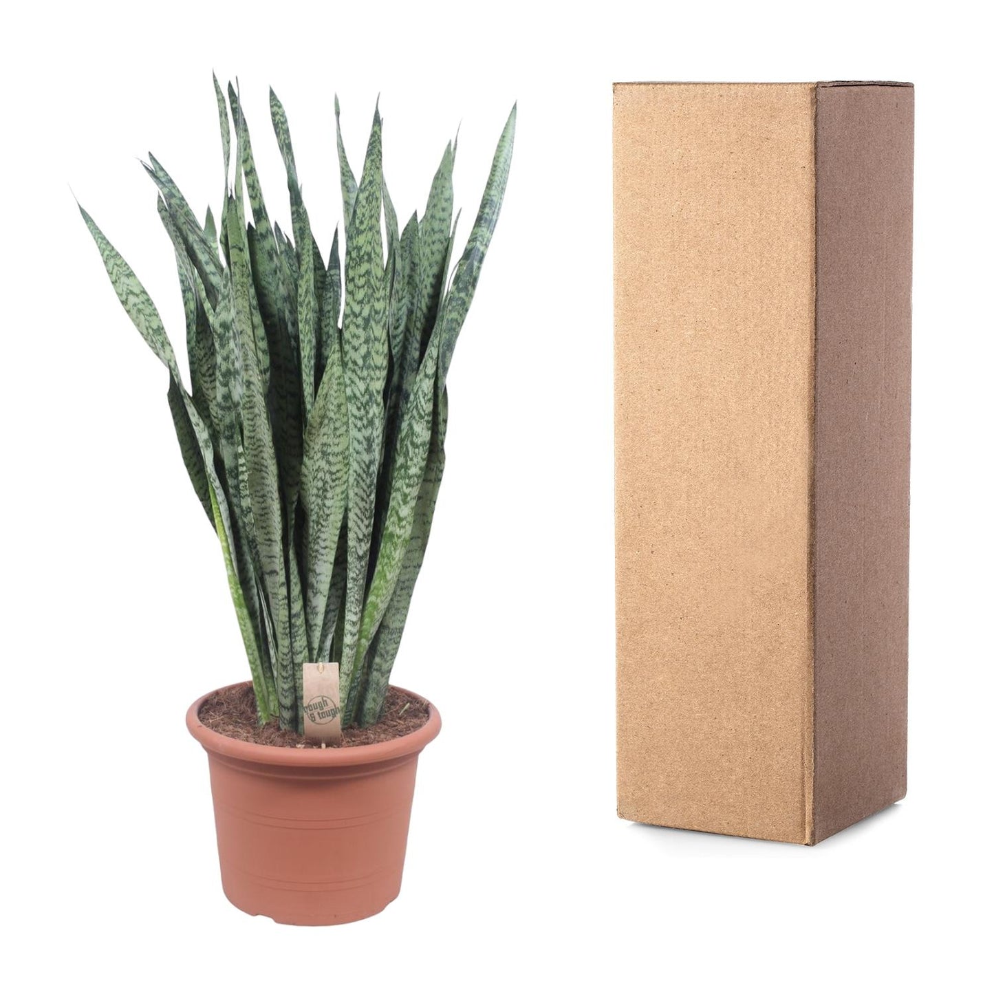 Sansevieria Zeylenica – Pflegeleichte Zimmerpflanze 110 cm