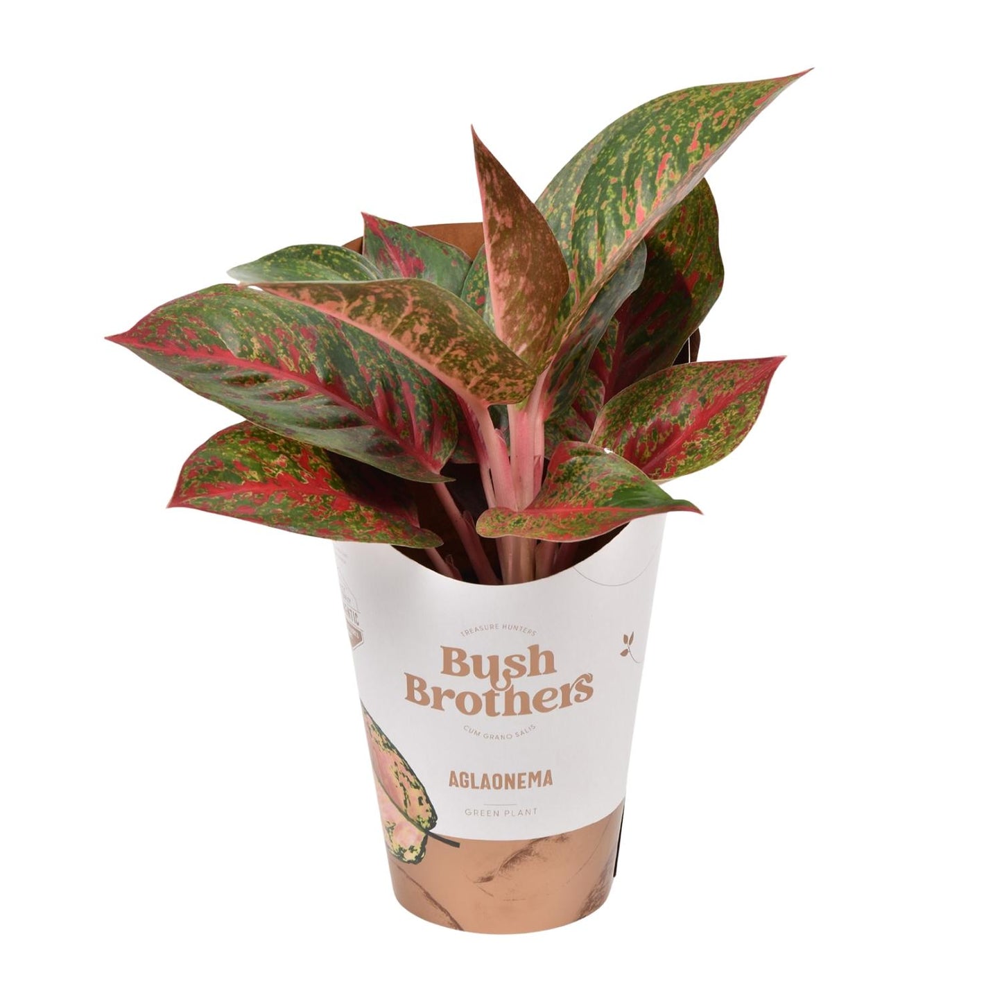 Aglaonema Dark Star – Pflegeleichte Trendpflanze Ø12cm