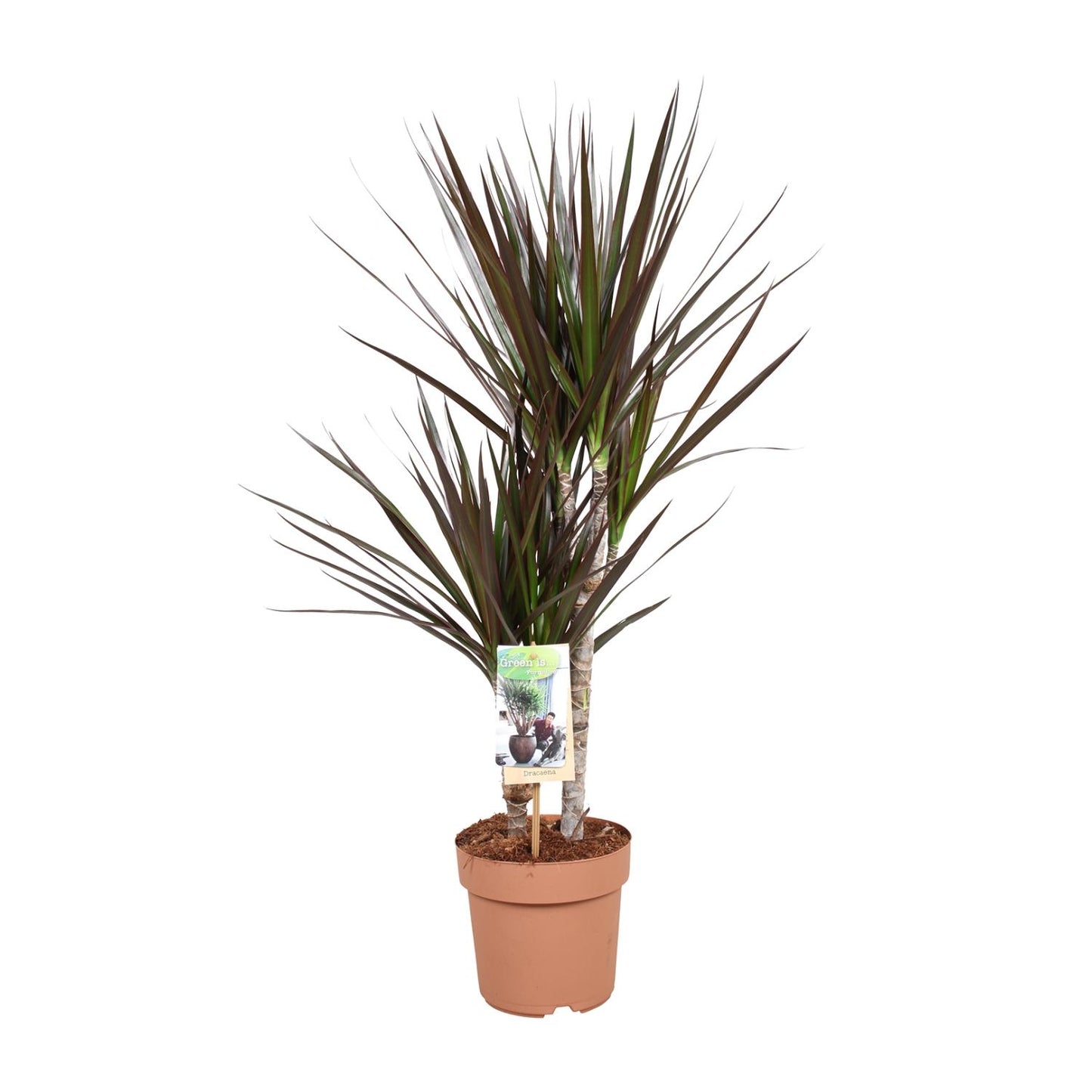 Drachenbaum Magenta – Pflegeleichte Exoten-Zimmerpflanze 80 cm