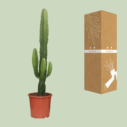 Wüstenkerze (Euphorbia Acrurensis) Ø17cm, 50cm+ – Pflegeleichte Sukkulente