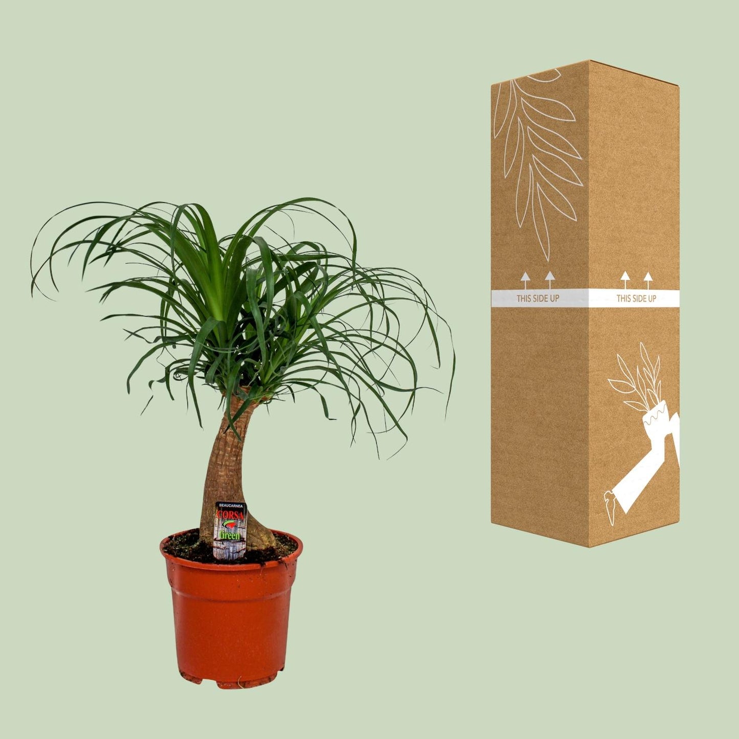Beaucarnea Recurvata – Pflegeleichte Zimmerpflanze Ø17 cm