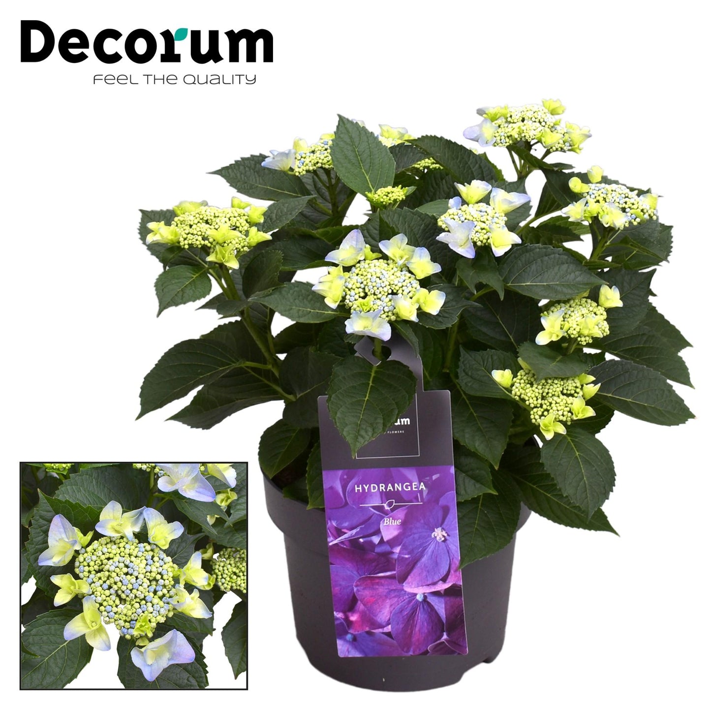 Hortensie Teller Nizza Blue – Blühpflanze Ø23cm, 7-12 Köpfe