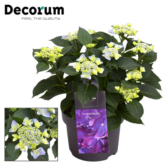 Hortensie Teller Nizza Blue – Blühpflanze Ø23cm, 7-12 Köpfe