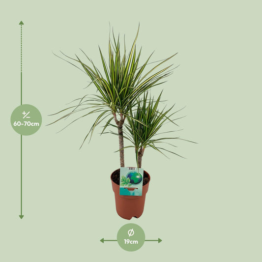 Drachenbaum Marginata Bicolor – 70 cm, pflegeleicht & dekorativ