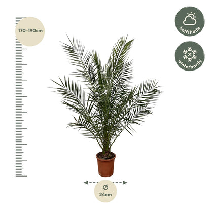 Phoenix Canariensis – Kanarische Dattelpalme 180 cm