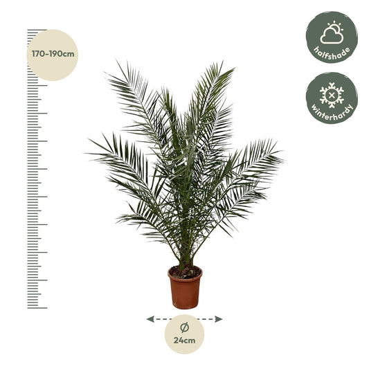 Phoenix Canariensis – Kanarische Dattelpalme 180 cm