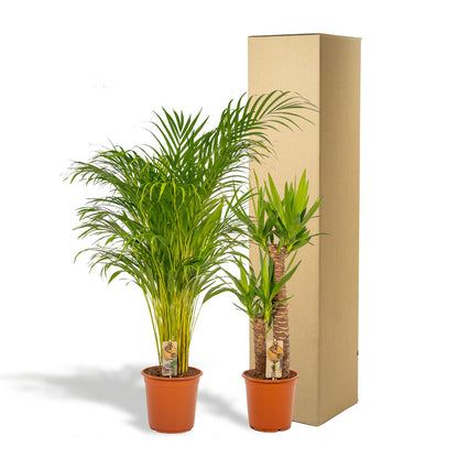Areca-Palme & Yucca – Pflegeleichtes Zimmerpflanzen-Set