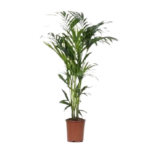 Kentiapalme – 140 cm – Pflegeleichte Zimmerpflanze