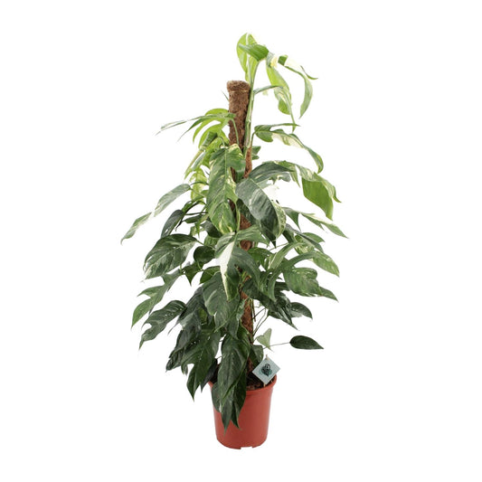 Efeutute 'Albo Variegata' – 125 cm pflegeleicht & dekorativ